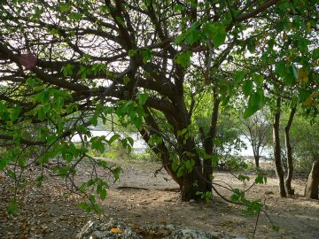 World's Most Dangerous Tree - The Manchineel Tree