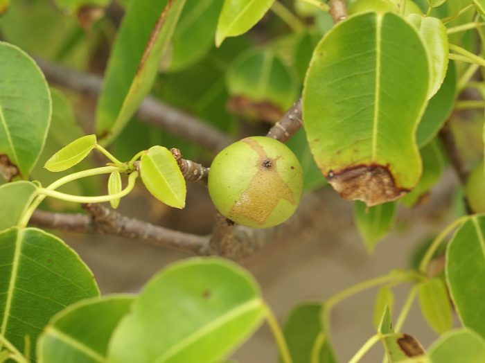 Fruit of the Manchineel Tree