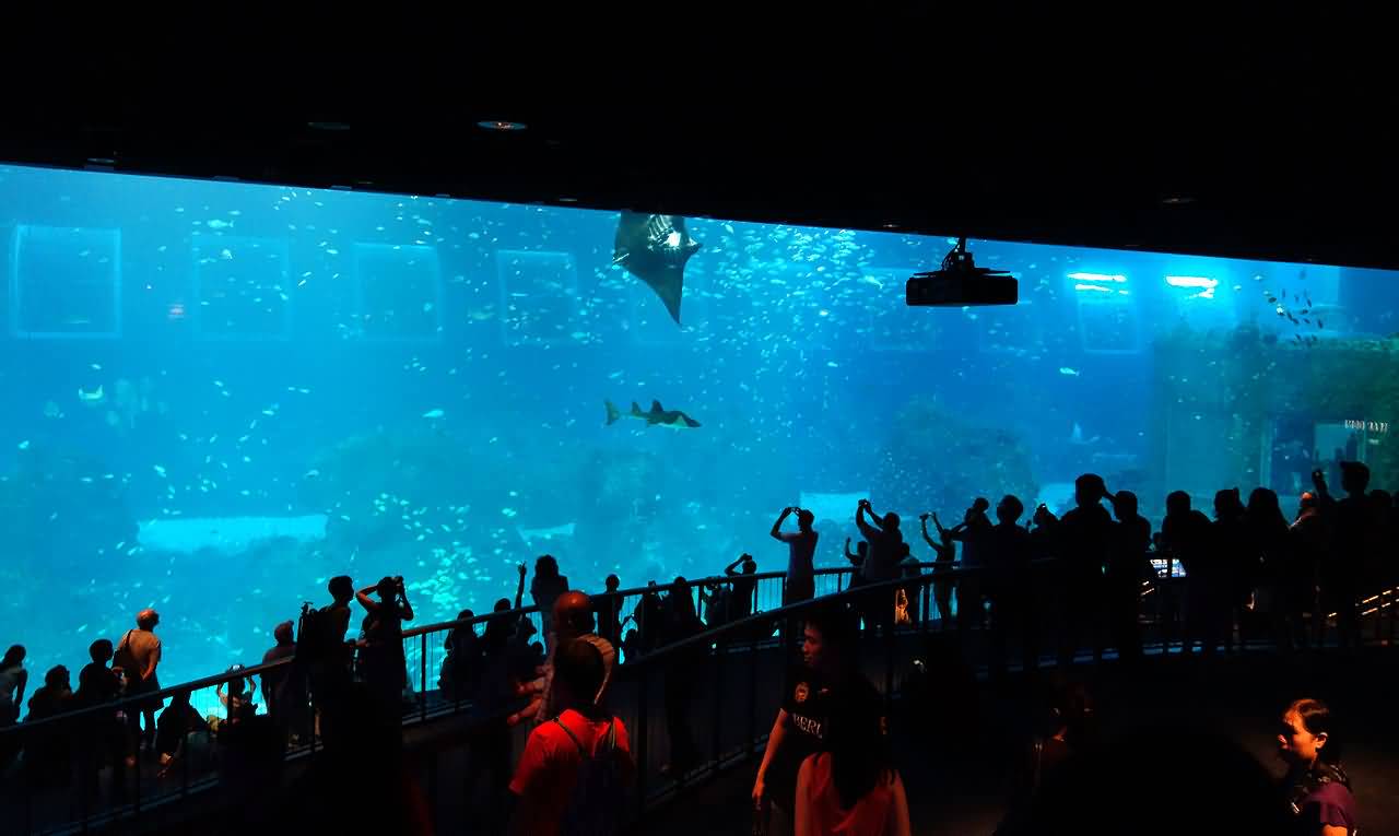 5 Most Amazing Aquariums Around The World ALLRefer