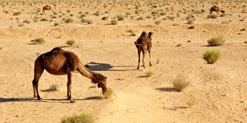 Camels In Desert, Tunisia