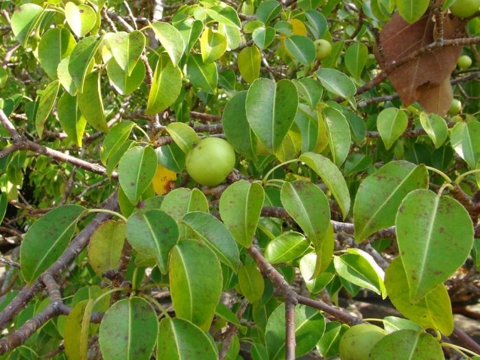 Fruit of the Manchineel Tree