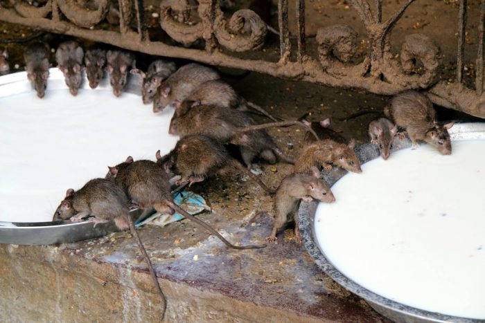 Rat At Karni Mata Temple