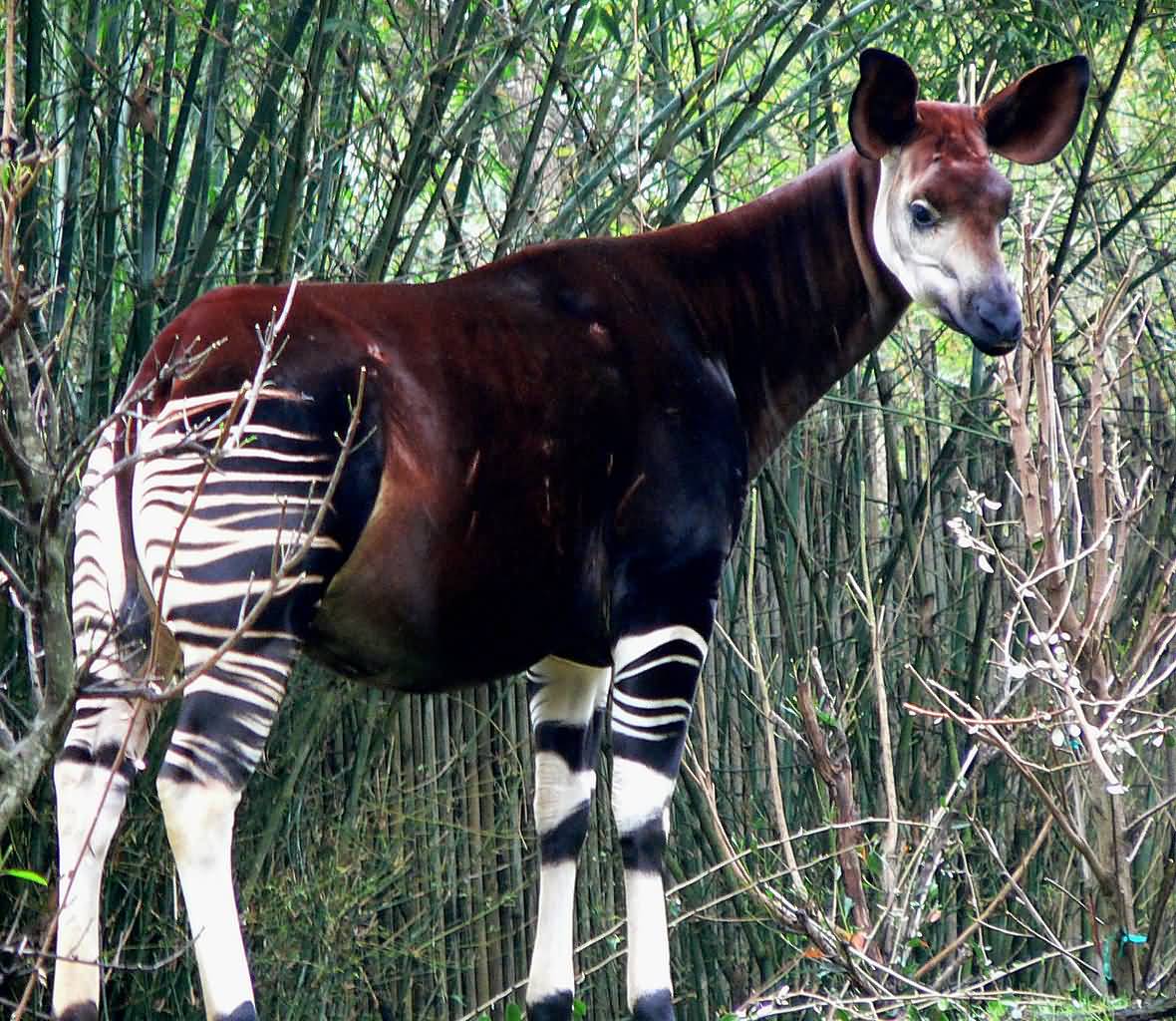 okapi teddy