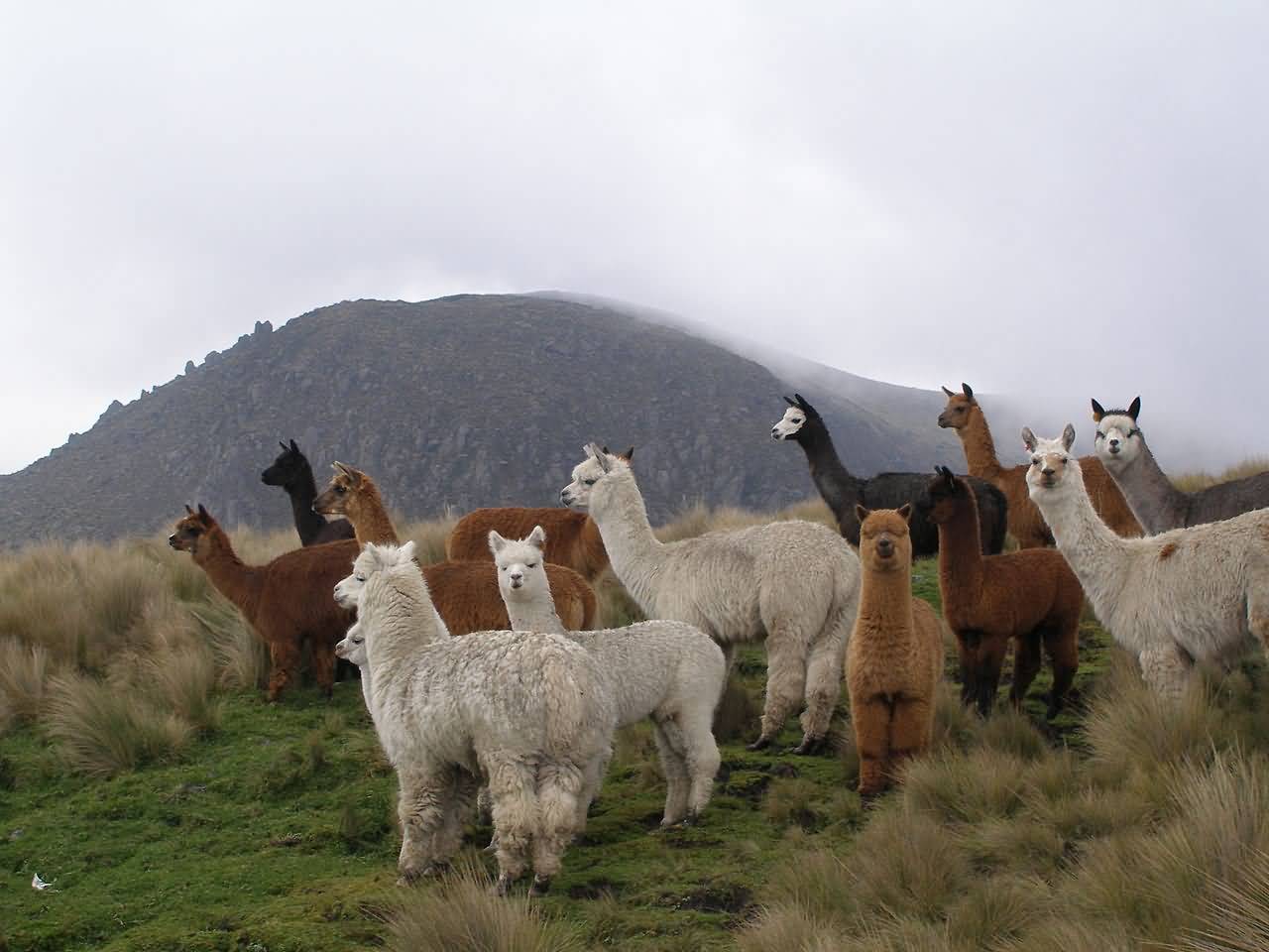Learn Facts About The Fluffy And Soft Animal, Alpaca ALLRefer