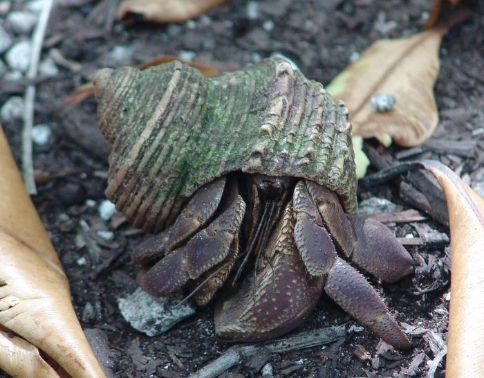 Juvenile Coconut Crab In shell