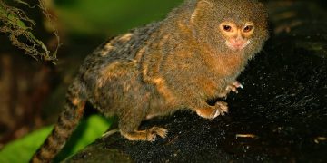 Pygmy Marmoset