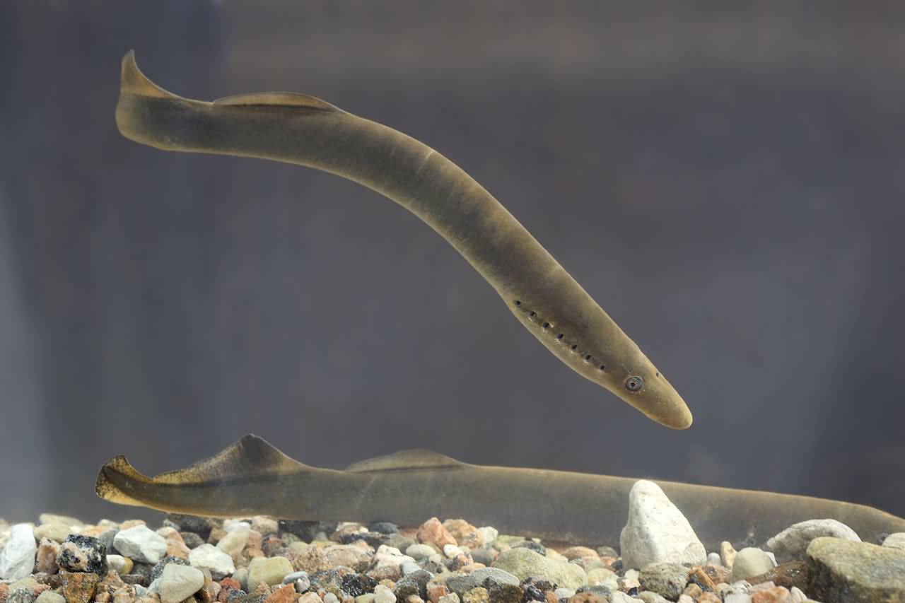 Some Characteristics Of Lamprey Which Is A Jawless Fish ALLRefer