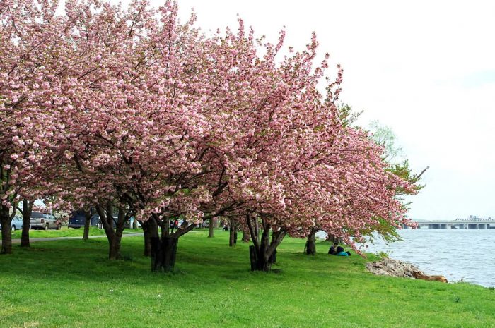USA Cherry Blossom Tree