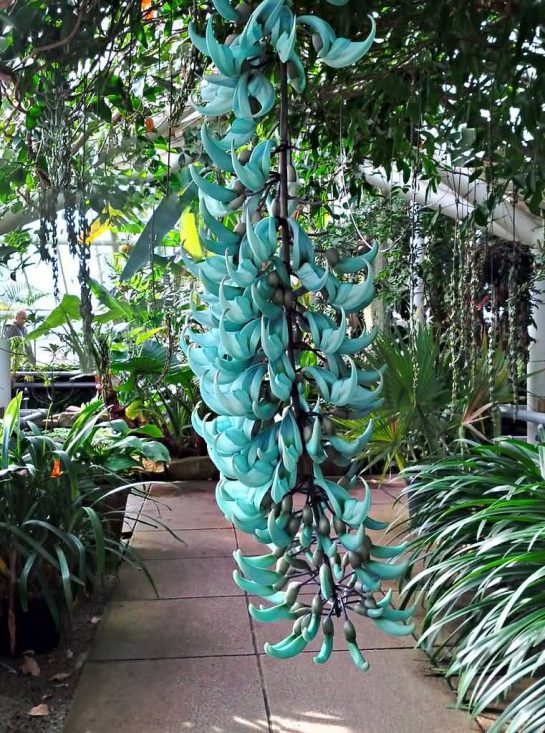 Know About The Jade Vine (Strongylodon Macrobotrys) ALLRefer