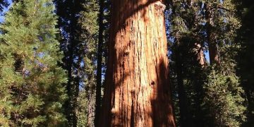 General Sherman Tree
