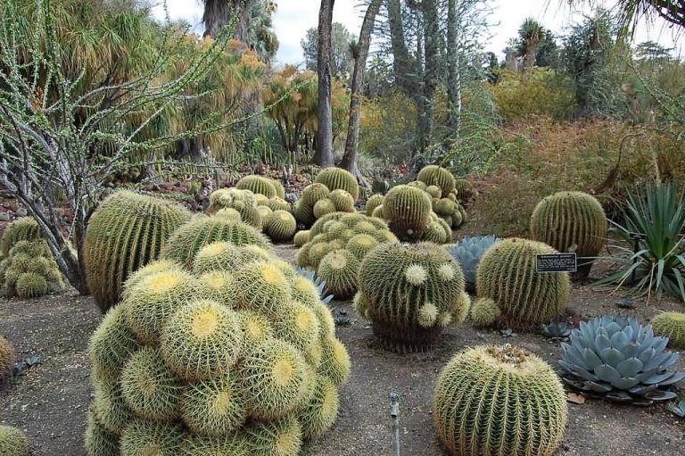 california Cactus southern plants of