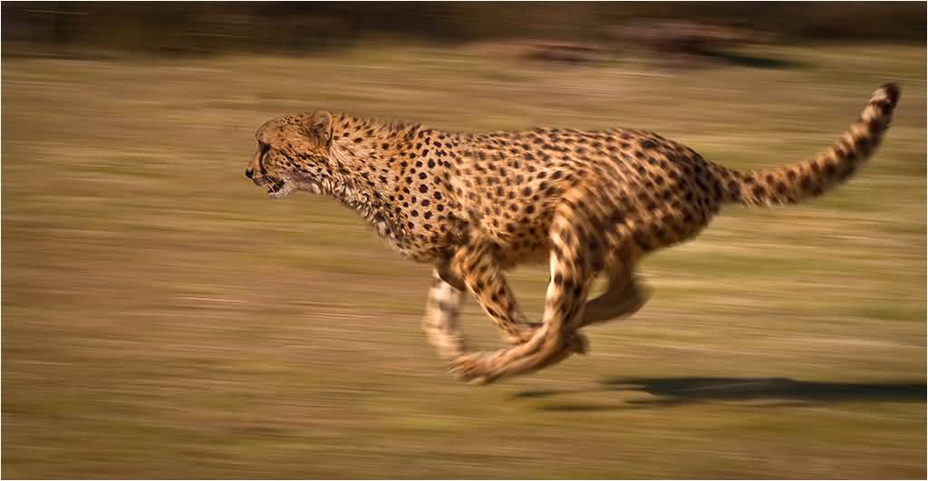 fastest land animal in the world after cheetah fastest land animal in the world after cheetah