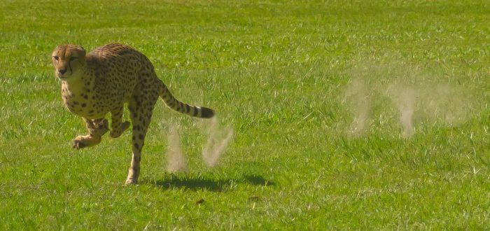 Cheetah Run At White Oak