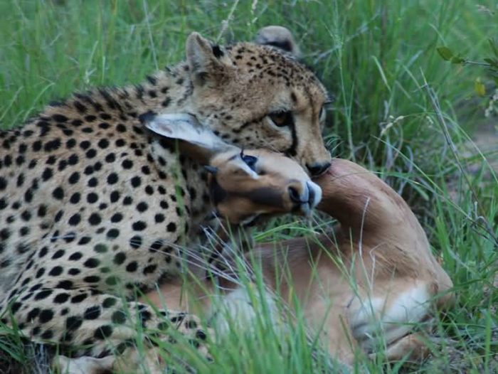 Cheetah With Impala