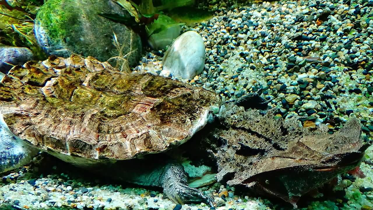 Know About The Freshwater Mata Mata Turtle ALLRefer