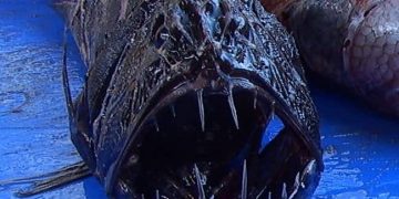 Fangtooth Fish