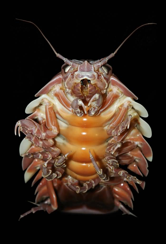 isopod teddy