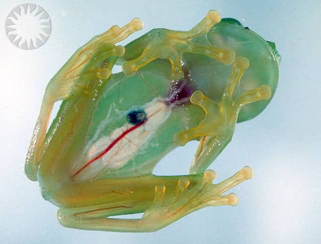 Transparent Body Part Of Glass Frog