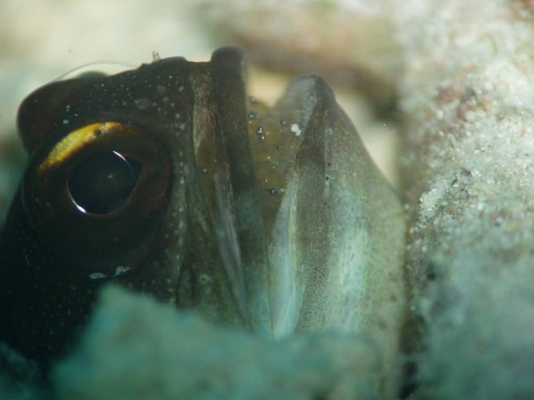 Jawfish Hatching Their Eggs In Mouth