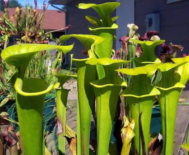 Do You Know This Plant That Traps & Eats Insects? ALLRefer