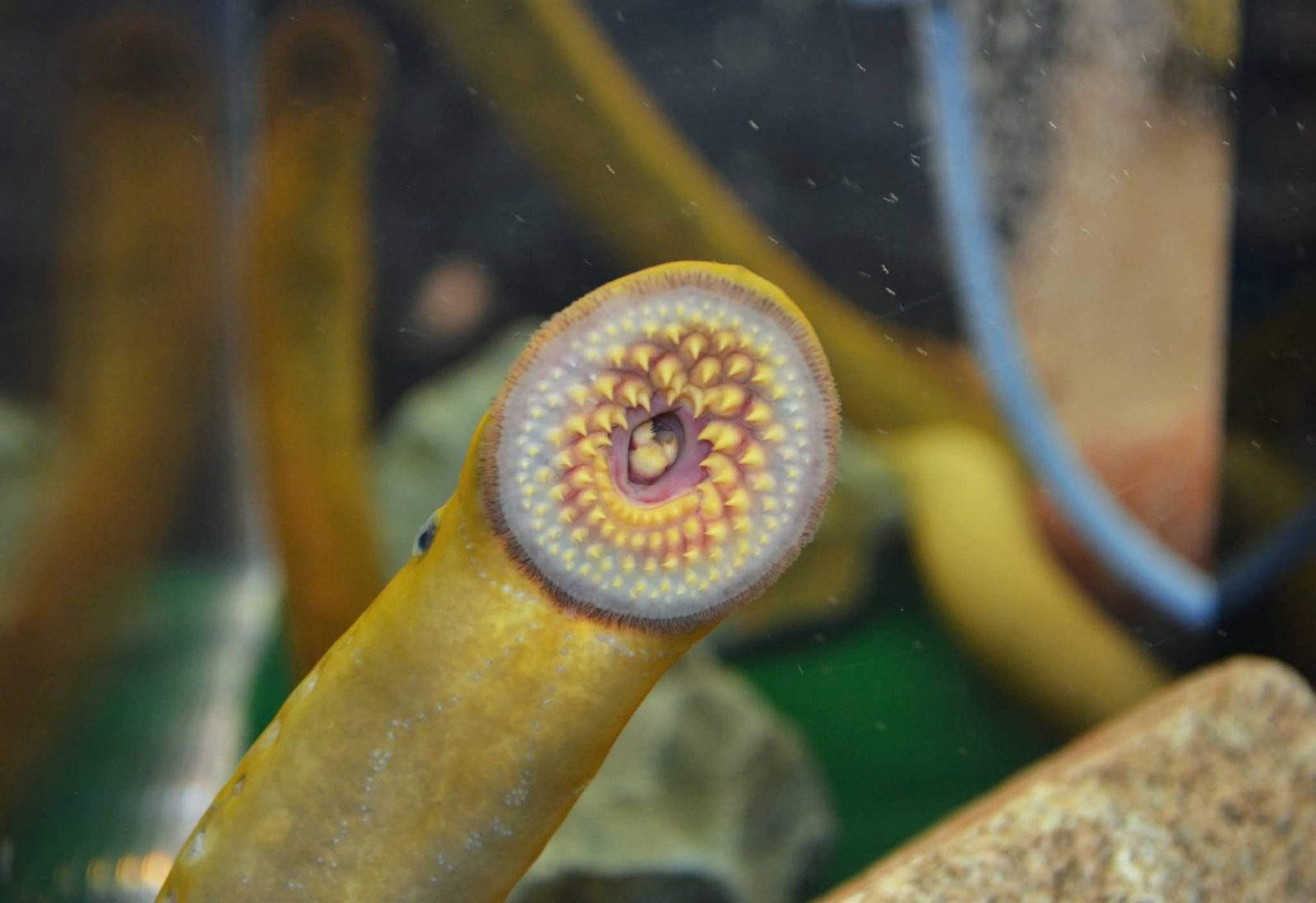 Some Characteristics Of Lamprey Which Is A Jawless Fish ALLRefer