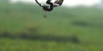 Lesser Florican