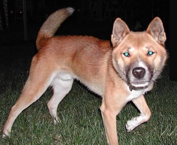 New Guinea Singing Dog By Night