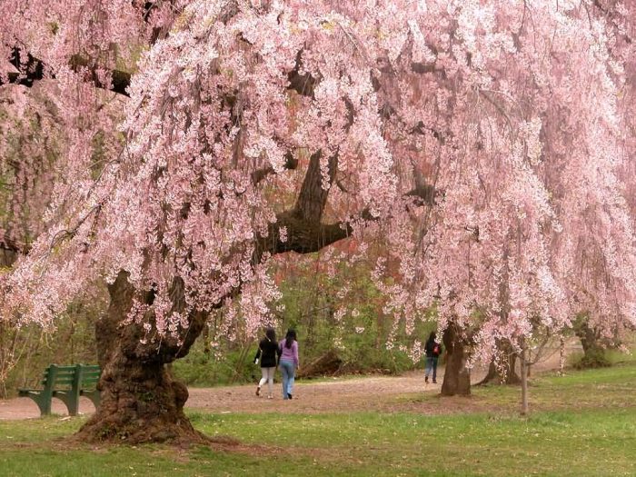 USA Cherry Blossom Trees