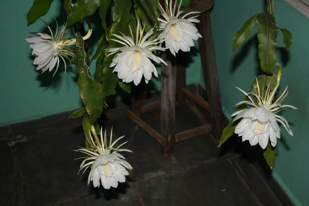 5 Lovely Flowers Which Bloom Only At Night ALLRefer