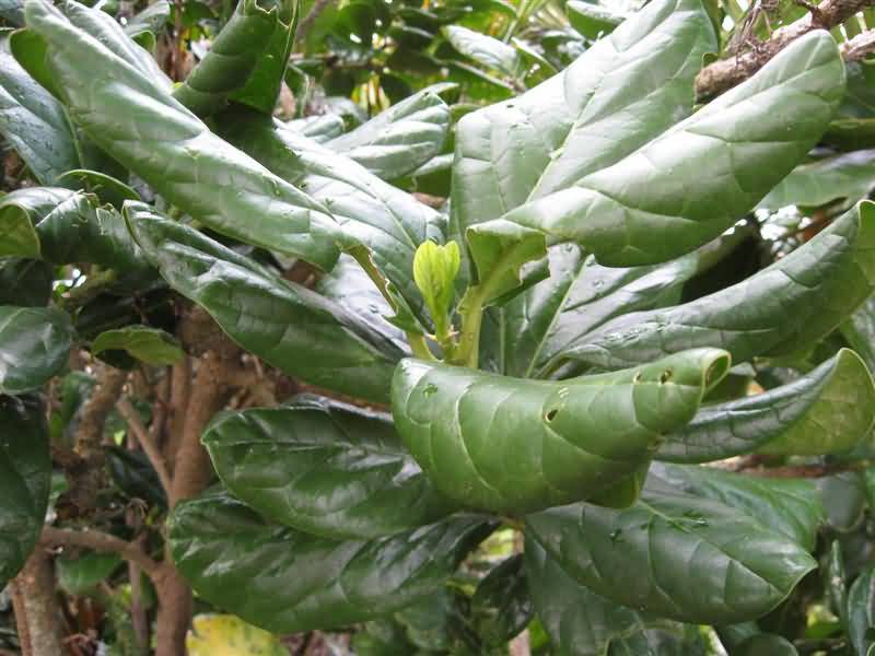 10 Most Strangest Plants In The World Allrefer