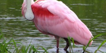 Pink Spoonbill