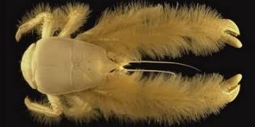 Yeti Crab