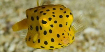 Yellow Boxfish
