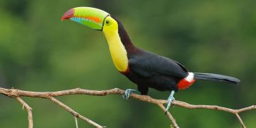 Keel Billed Toucan Costa Rica