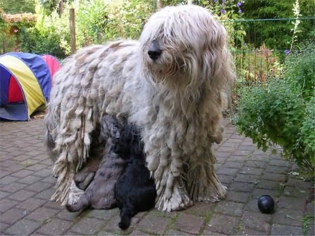 Bergamasco With Puppies