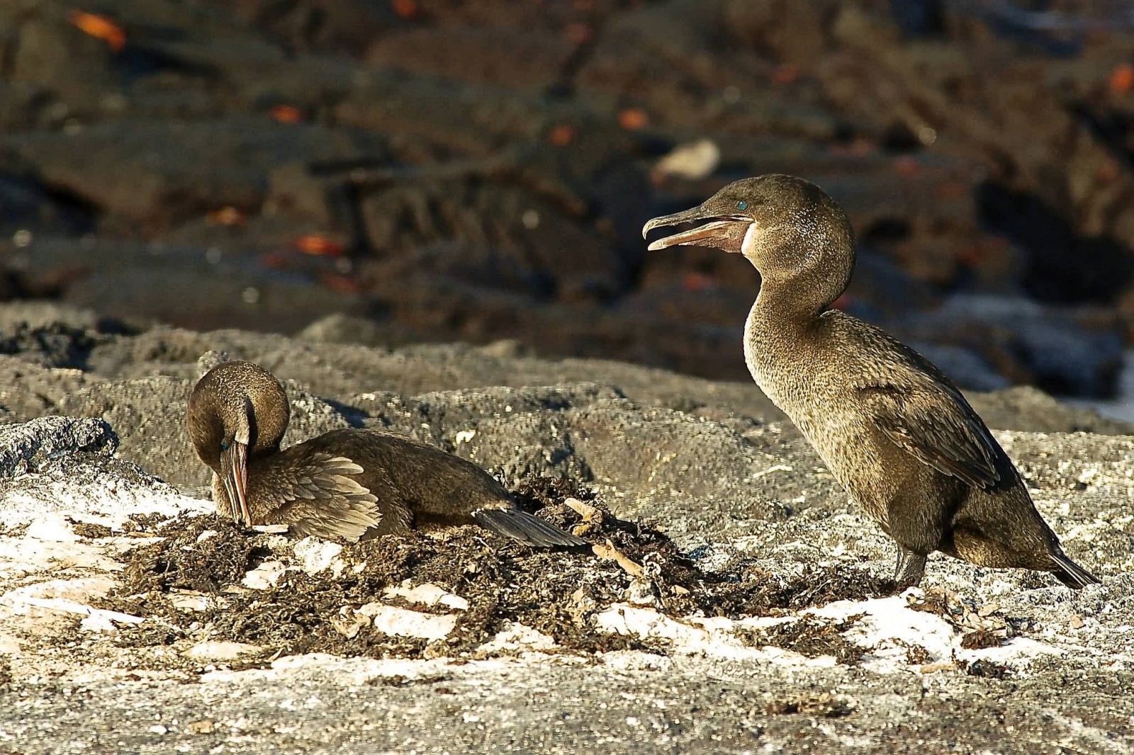 10 Most Amazing Flightless Birds In The World Allrefer