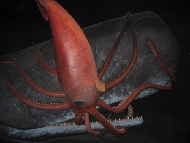 Giant Squid