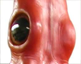 Giant Squid Eye