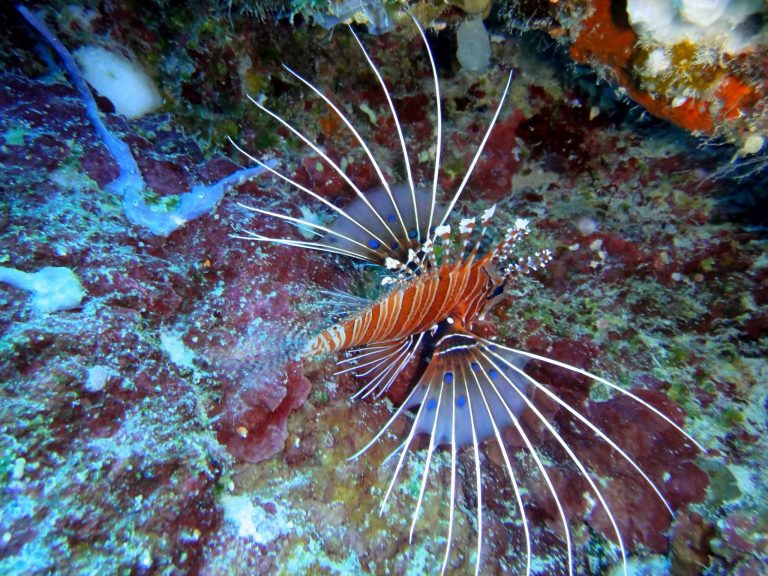 Top 5 Most Poisonous And Venomous Fishes In The World ALLRefer