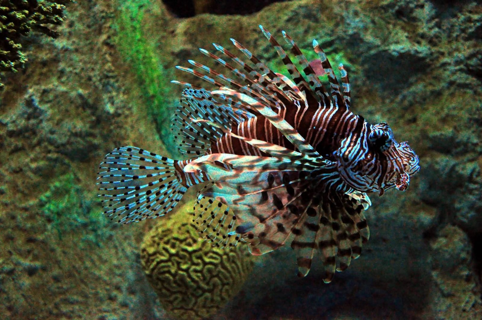 top-5-most-poisonous-and-venomous-fishes-in-the-world-allrefer