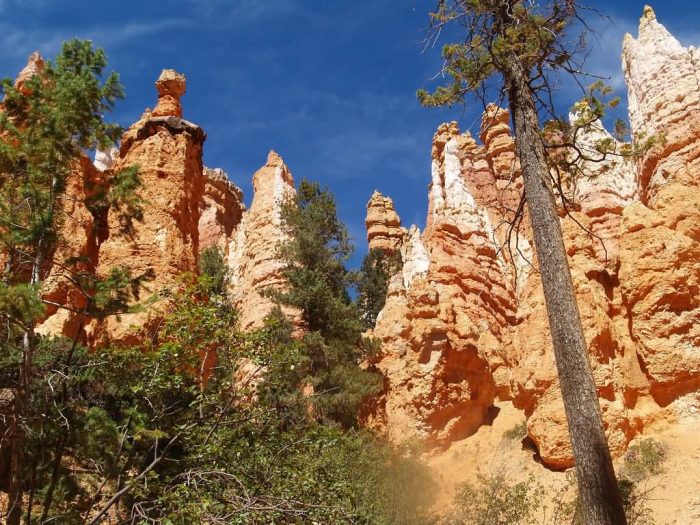 Looking Up At The Hoodoos In Bryce Canyon National Park
