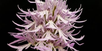 Naked Man Orchid