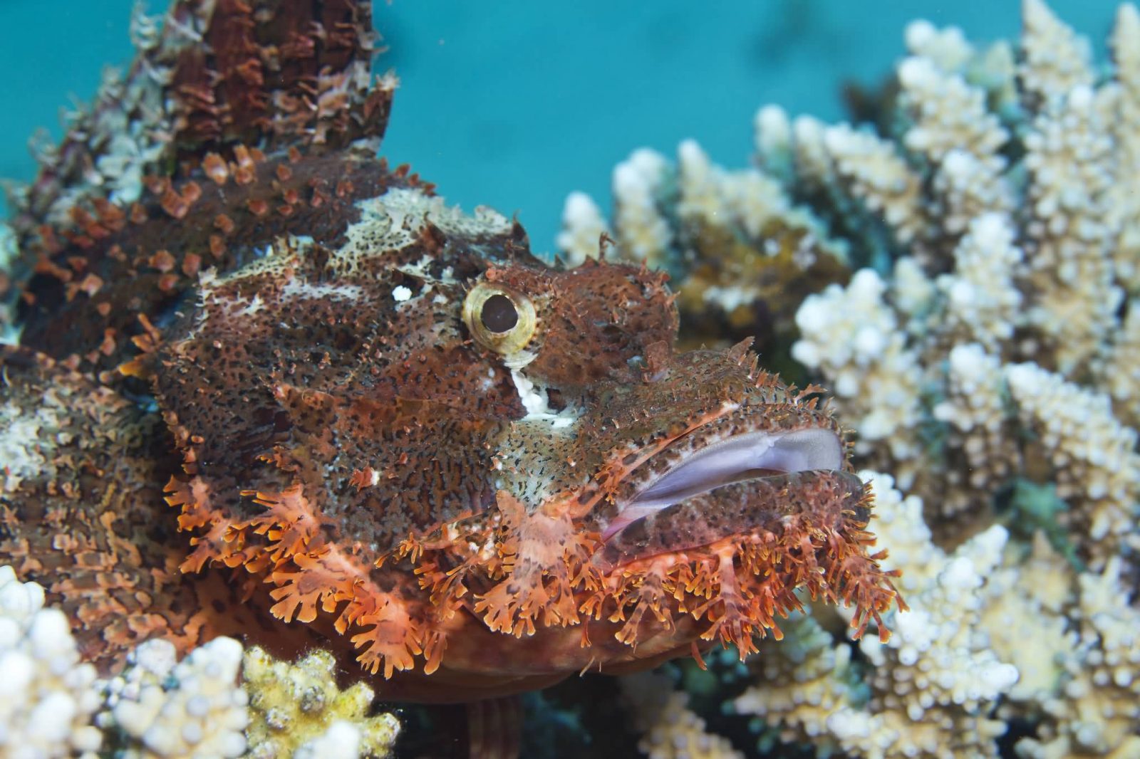 top-5-most-poisonous-and-venomous-fishes-in-the-world-allrefer