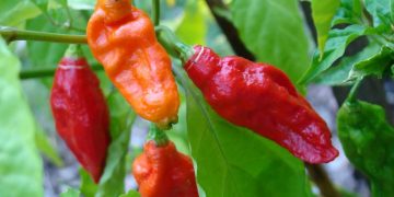 Bhut Jolokia