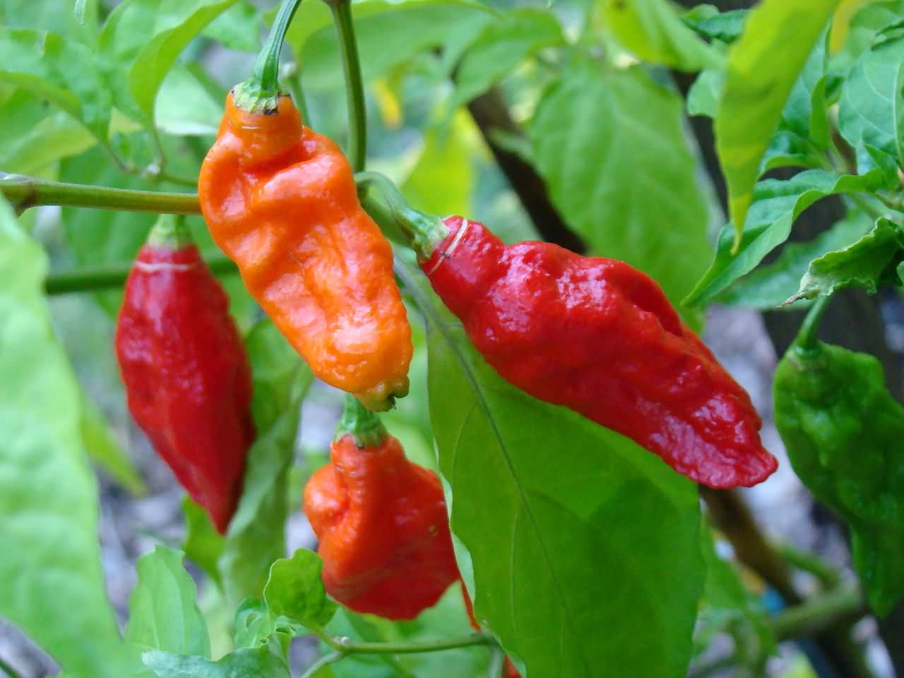 Top 4 World's Hottest Chilli Peppers ALLRefer