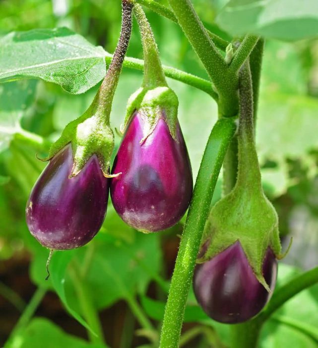 Eggplant Fruit In Plant