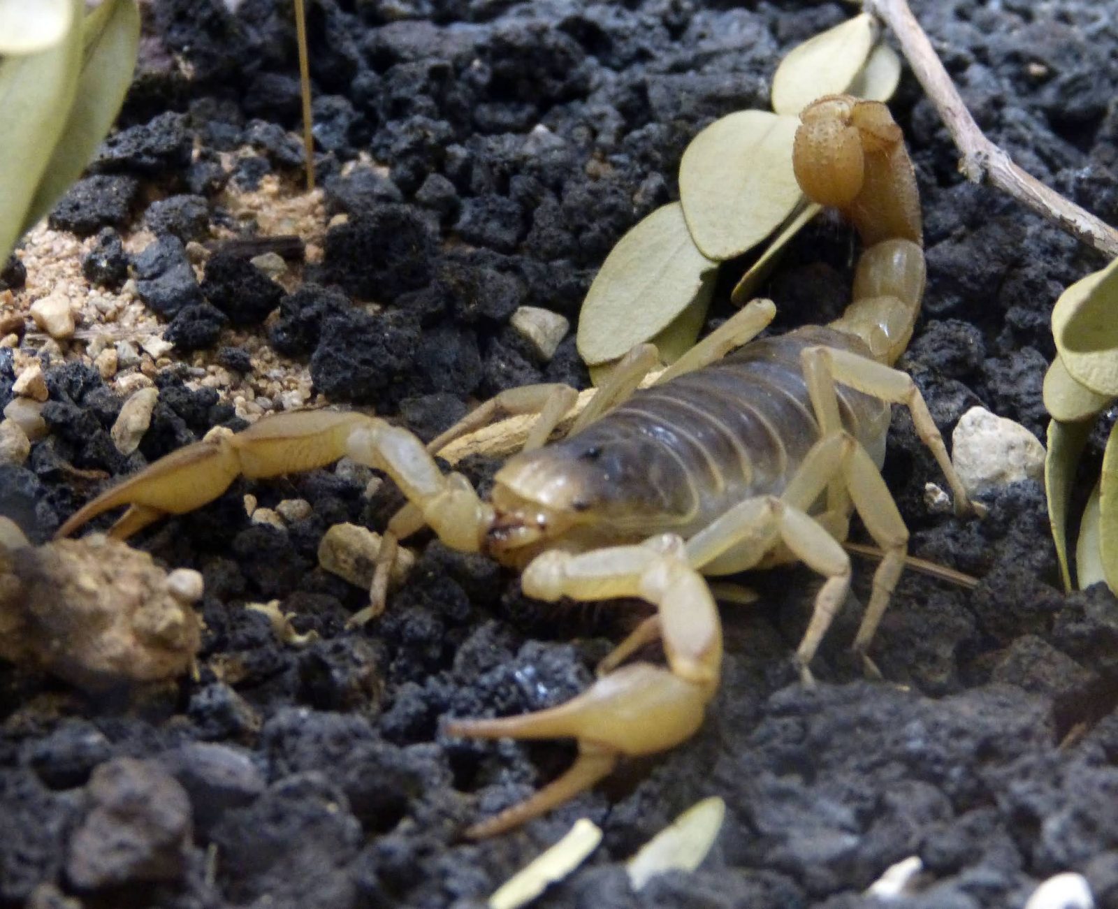 4 Scorpions Most Dangerous In The World ALLRefer
