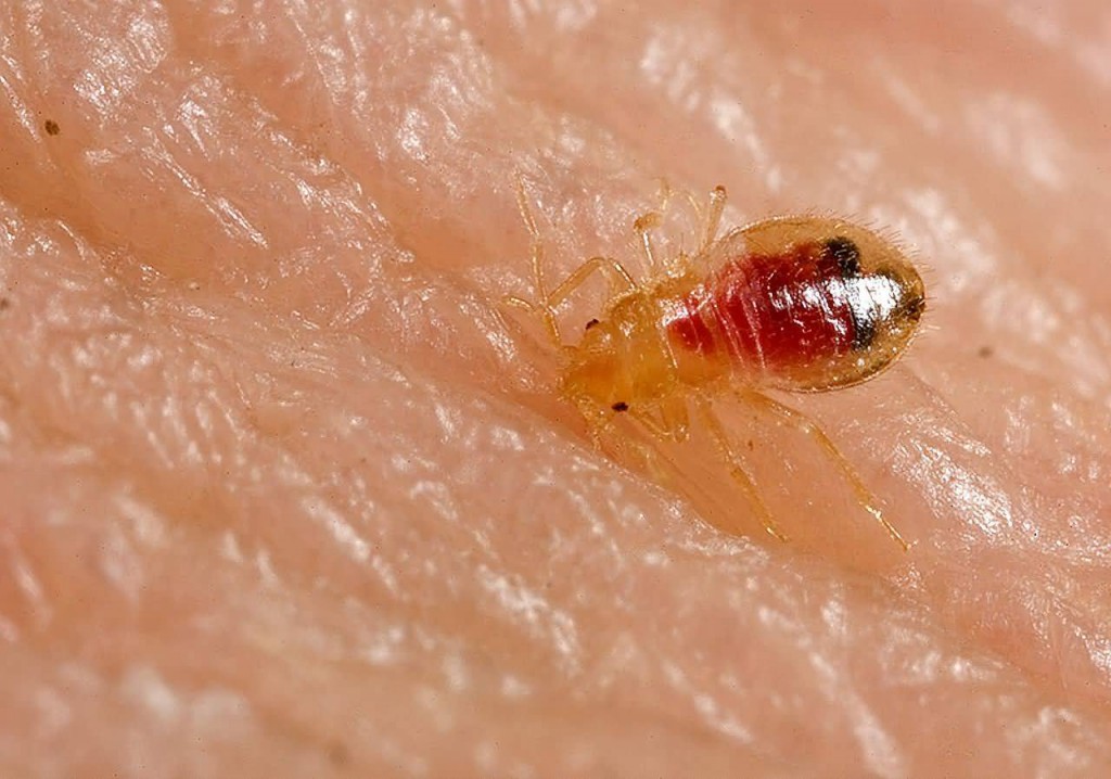 bed bug with digested blood crushed
