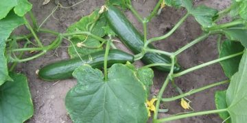 Cucumber Plant In Garden