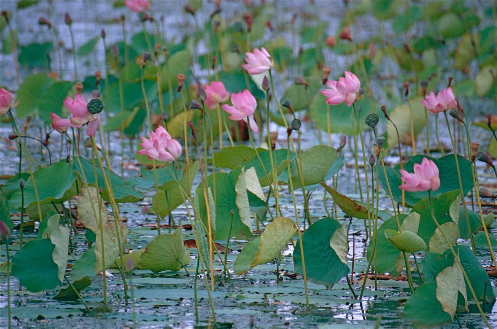 Top 8 Aquatic Plants Which Floats On Water ALLRefer